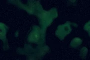 Forest Night preset preview
