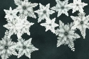 Silver Ferns, Frost Crystal preset
