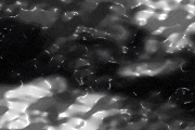 Noir Spots preset preview